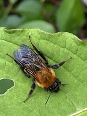 Bombus diversus