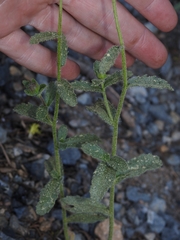 Hulsea brevifolia