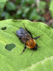 Bombus diversus