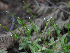 Epilobium howellii