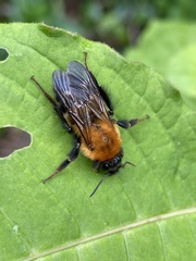Bombus diversus