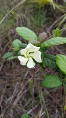Echites umbellatus