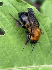 Bombus diversus