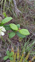 Echites umbellatus