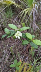 Echites umbellatus