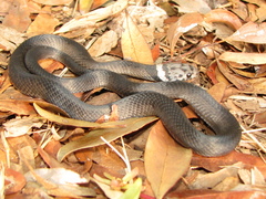 Pale-Headed Snake photo 2