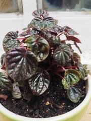 Peperomia caperata