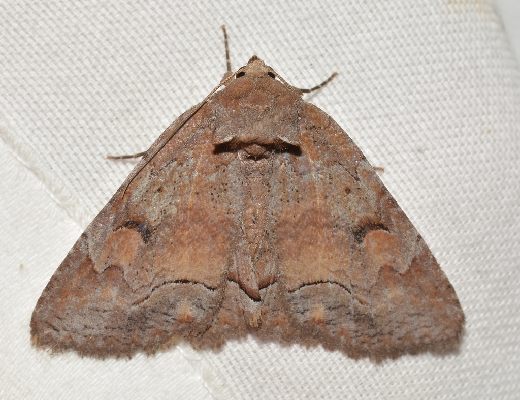 Confused Zale Moth