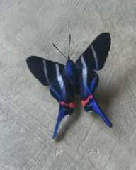 Rhetus arcius