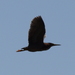 photo of Green Heron (Butorides virescens)