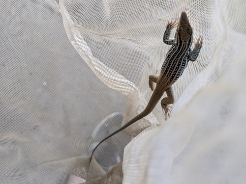 Rusty-rumped Whiptail