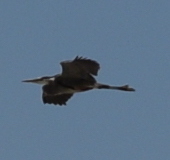 photo of Great Blue Heron (Ardea herodias)