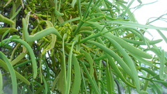 Phoradendron carneum