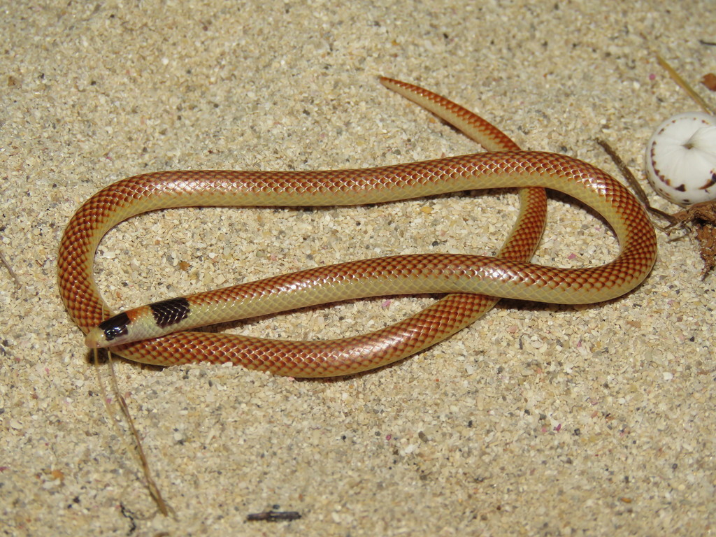 Narophis