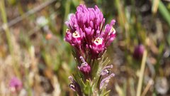 Castilleja exserta exserta
