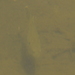 photo of Bluegill (Lepomis macrochirus)