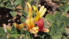 Acmispon grandiflorus grandiflorus