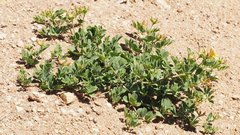 Acmispon grandiflorus grandiflorus