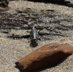 Ellipsoptera puritana