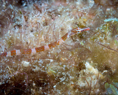 Corythoichthys amplexus
