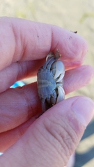 Hemigrapsus oregonensis