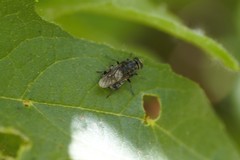 Adoxomyia