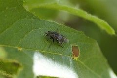 Adoxomyia