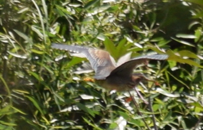 photo of Green Heron (Butorides virescens)