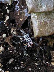Arilus cristatus