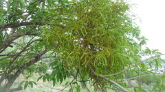 Phoradendron carneum