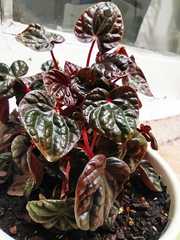Peperomia caperata