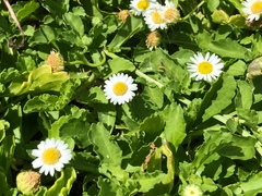Egletes prostrata