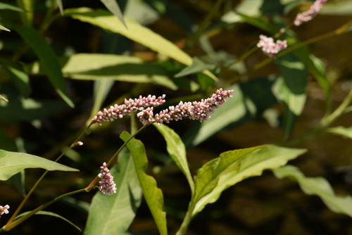 photo of Knotweeds, Smartweeds, And Waterpeppers (Persicaria)