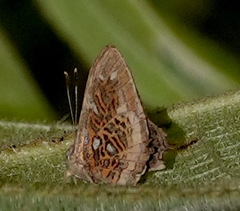 Sarota neglecta