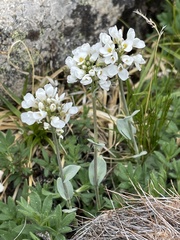 Noccaea cochleariformis