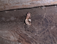 Acontia martjanovi