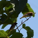 photo of Scaly-breasted Munia (Lonchura punctulata)