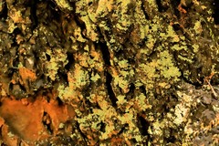 Arthoniomycetes
