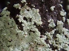 Arthoniomycetes