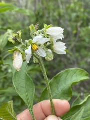 Solanum umbellatum