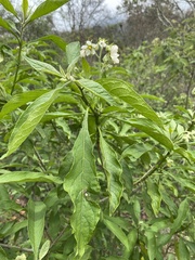 Solanum umbellatum