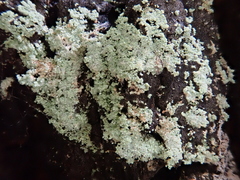 Arthoniomycetes