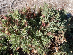 Camphorosmeae