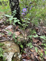 Solanum demissum
