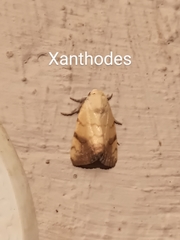 Xanthodes