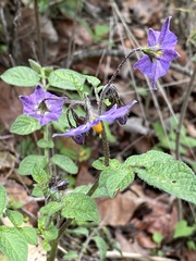 Solanum demissum