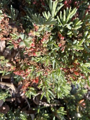 Camphorosmeae