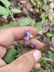 Solanum demissum