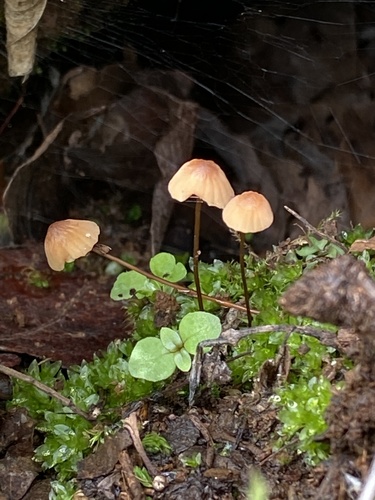 Rehilete naranja (Marasmius siccus)