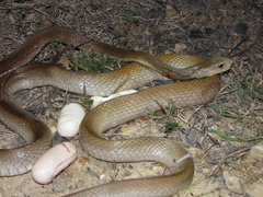 Oxyuranus scutellatus